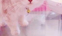 怎么喂猫吃哈密瓜呢视频,轻松掌握猫咪饮食新选择