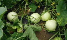 吃瓜原神开盒视频,吃瓜观众直呼过瘾！