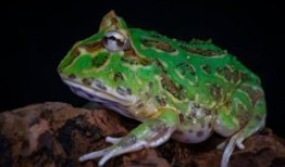 哈密瓜绿角蛙可以吃吗视频,视频揭秘蛙类美食新选择