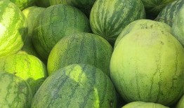 兰州男人吃籽瓜视频,趣味视频引网友热议