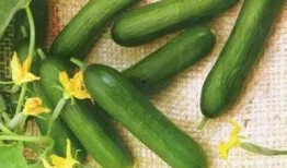 吃茭瓜需要刮皮吗视频讲解,是否需要刮皮的专业解析