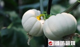 昌乐吃瓜事件视频最新版,最新视频揭露惊人内幕