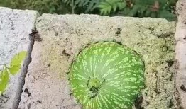 吃瓜长不胖的真实视频,吃瓜达人如何保持苗条身材，真实视频见证不胖秘诀