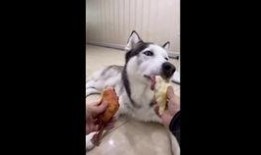 秃崽的吃瓜视频在线观看,揭秘娱乐圈幕后故事