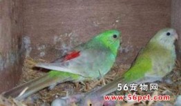 鹦鹉吃红瓜视频大全图片,萌态百出视频集锦