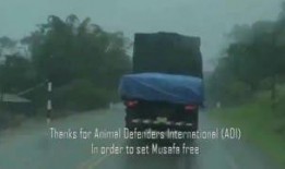 吃瓜视频怪物大全,怪物大全惊悚解析