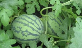 盐城东台吃瓜事件视频,一场引发热议的网络视频风波