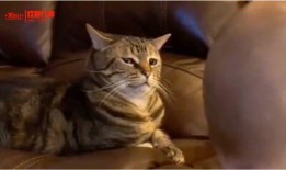 搞笑猫吃瓜配音片段视频,笑料百出！