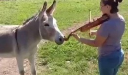 驴姐吃瓜搞笑视频,笑料横生，搞笑视频带你欢乐一整天！