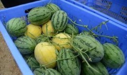 买卖黄金现场吃瓜视频,买卖黄金现场，吃瓜群众围观热议