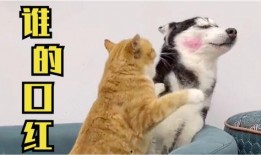 搞笑猫吃瓜配音片段视频,笑料百出！