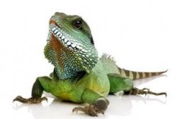 吃瓜视频印度蜥蜴资源,吃瓜视频中的神秘生物揭秘