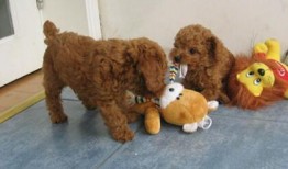 泰迪吃瓜视频,萌态十足引网友爆笑