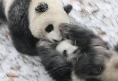 带你吃瓜的熊猫视频