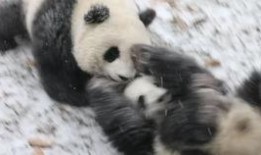 带你吃瓜的熊猫视频