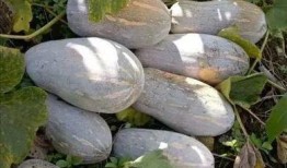 到农村吃瓜视频,探寻农村吃瓜的独特魅力