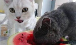 埋头吃瓜的猫视频