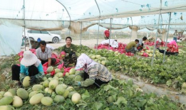 兰州吃瓜事件最新进展视频,最新进展视频揭示惊人内幕