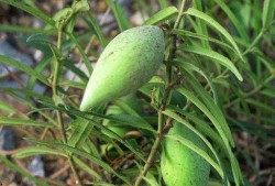 瓢瓜怎么吃啊好吃视频讲解,视频详解，轻松学会家常好味