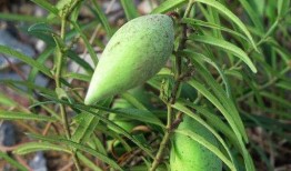 瓢瓜怎么吃啊好吃视频讲解,视频详解，轻松学会家常好味