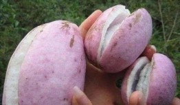 八月瓜怎么做吃的视频教程,轻松学会的养生佳肴教程