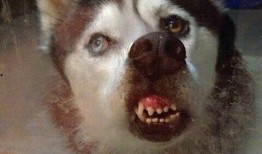 二哈可以吃吊瓜吗图片视频,一场视觉盛宴