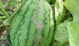 吃山子瓜的好处和坏处视频,营养与风险并存的天然美食