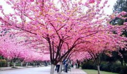 吃瓜视频樱花校园,吃瓜视频里的青春记忆