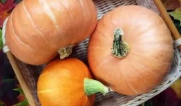 南瓜吃瓜事件真相视频大全