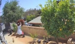 吃瓜女子翻围墙视频下载