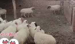 三只羊最新吃瓜视频,揭秘娱乐圈幕后真相