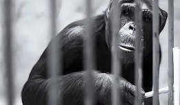 女人吃瓜变成猿猴视频在线观看