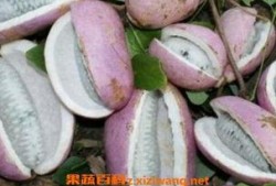 吃货吴大王吃八月瓜视频,美味之旅尽享田园风光