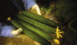 中国人吃酸瓜视频大全集,中国酸瓜视频大全集精彩回顾