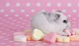 吃瓜群众小仓鼠视频,趣味横生的吃瓜日常