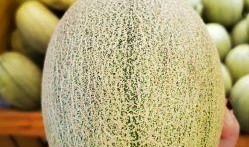 女朋友吃蜜蜜瓜好吗视频,女朋友的甜蜜体验