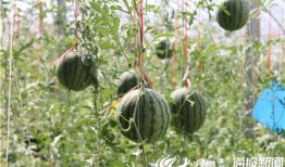 田瓜园吃瓜视频在线观看,一场视觉盛宴的在线直播体验