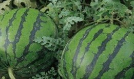 男子吃瓜被西瓜砸死视频,男子吃瓜不慎被西瓜砸中不幸身亡