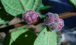 掉瓜树的果子可以吃吗视频,可食用还是危险品？