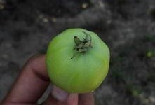 掉瓜树的果子可以吃吗视频,可食用还是危险品？