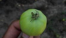 掉瓜树的果子可以吃吗视频,可食用还是危险品？