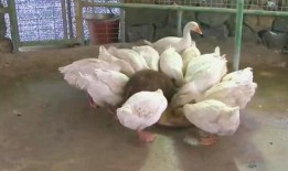 大鹅可以吃佛手瓜吗视频