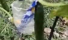 礼县吃瓜网红事件视频曝光,视频曝光引发网友热议