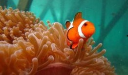 小鱼儿吃龙瓜视频,小鱼儿勇闯龙瓜奇遇记