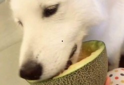 秃崽的吃瓜视频在线观看,揭秘娱乐圈幕后故事