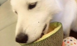 秃崽的吃瓜视频在线观看,揭秘娱乐圈幕后故事