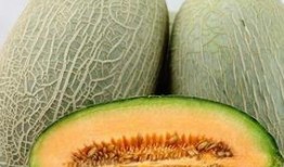 动物吃大哈密瓜视频播放,动物们的大哈密瓜美食之旅