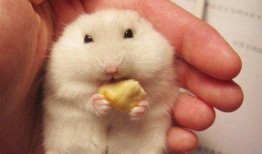 甜面瓜仓鼠可以吃吗视频