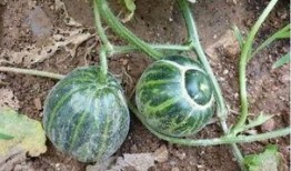 瓢子瓜能泡着吃嘛视频,揭秘泡制方法与美味口感