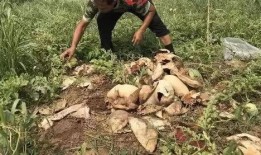 锡盟吃瓜事件视频最新,一场引发热议的网络风波揭秘